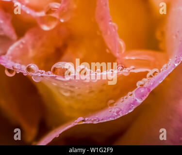 Raindrops on close up edges of rose petals in orange, pink, yellow colors Stock Photo