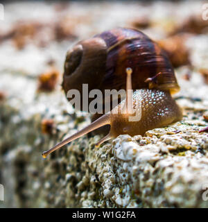 Close up common garden stail with light glowing in body and tentacles. Stock Photo