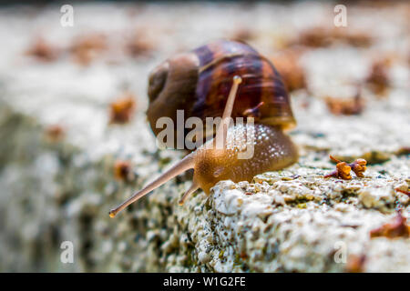 Close up of garden snail with light causing body and tentacles to glow. Stock Photo