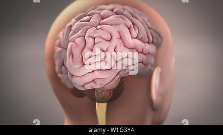Brain 3D Illustration Stock Photo