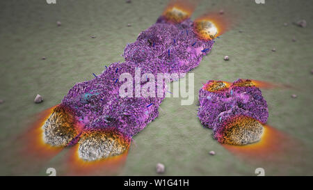 X and Y Chromosomes with Telomeres Stock Photo - Alamy
