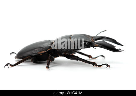 Giant Stag Beetle isolated on white background Stock Photo