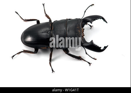 Giant Stag Beetle isolated on white background Stock Photo