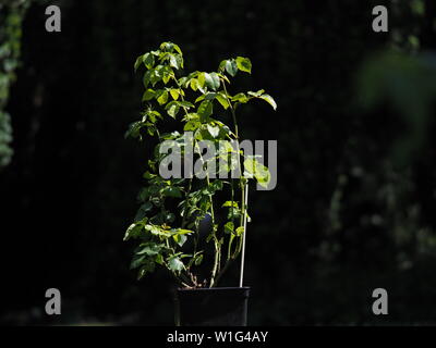 June 2019 – Healthy New Rose Roter Duft 97® Bush In A Large Container On A Sunny Summers Day Stock Photo