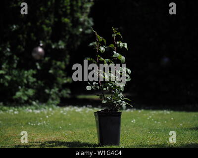 June 2019 – Healthy New Rose Roter Duft 97® Bush In A Large Container On A Sunny Summers Day Stock Photo