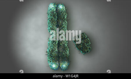 Chromosomes X Y with Telomeres Stock Photo - Alamy