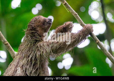 Baby three-toed sloth (Bradypus variegatus) climbing a tree in the Children's Eternal Rainforest in Costa Rica Stock Photo