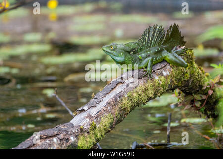 A male plumed basilisk, also known as green basilisk or Jesus Christ lizard, rests on a wooden log in Maquenque, Costa Rica. Stock Photo