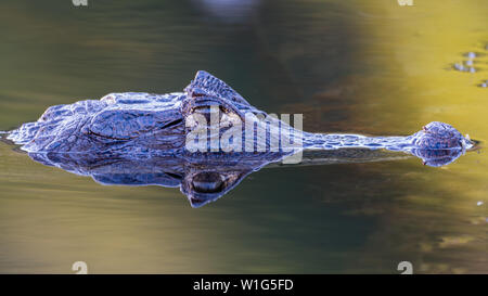 Spectacled caiman (Caiman crocodilus) reflection in water in Maquenque, Costa Rica Stock Photo