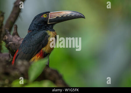 Collared aracari (Pteroglossus torquatus) perches in a tree in Maquenque, Costa Rica. Stock Photo