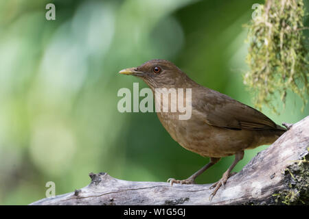 Clay-colored thrush (Turdus grayi) also known as clay-colored robin is the national bird of Costa Rica. Picture was taken in Maquenque, Costa Rica Stock Photo