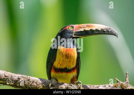 Collared aracari (Pteroglossus torquatus) perches in a tree in Maquenque, Costa Rica. Stock Photo