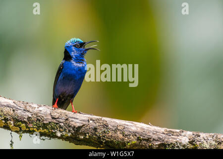 Male red-legged honeycreeper (Cyanerpes cyaneus) perching on a tree branch in Maquenque, Costa Rica. Stock Photo