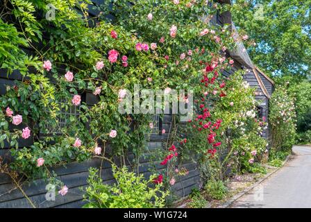 Roses in bloom on the granary, Flatford Mill, East Bergholt, Suffolk, UK Stock Photo