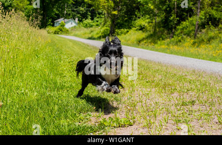 A cockapoo shetland sheep dog mix runs along a dirt road near a field. Stock Photo