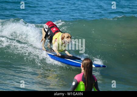 Yellow Labrador retriever surfing at a dog surfing competition Stock Photo