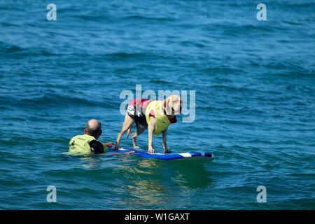 Yellow Labrador retriever surfing at a dog surfing competition Stock Photo