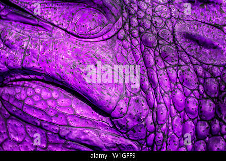 Closed up of crocodile's skin in violet colour. It is a shell from above the Nile crocodile,wildlife photo in Senegal, Africa. It is natural texture o Stock Photo