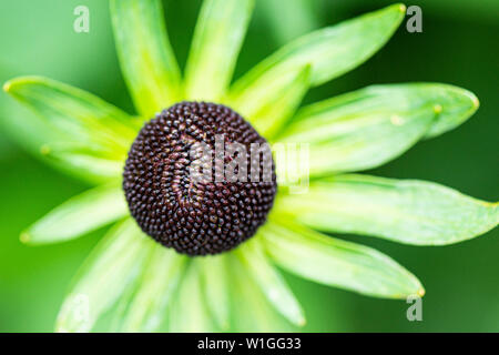 A western coneflower 'Green Wizard' (Rudbeckia occidentalis 'Green Wizard') Stock Photo