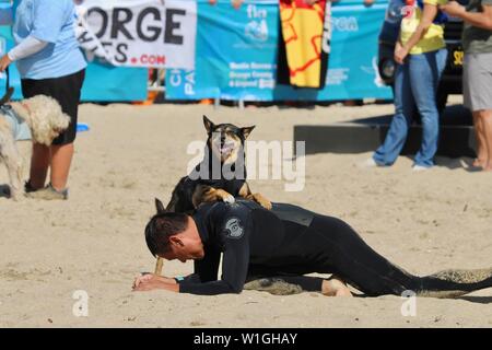Abbie the Australian kelpie surfing dog on the beach with her person during a dog surfing event in Huntington Beach California Stock Photo