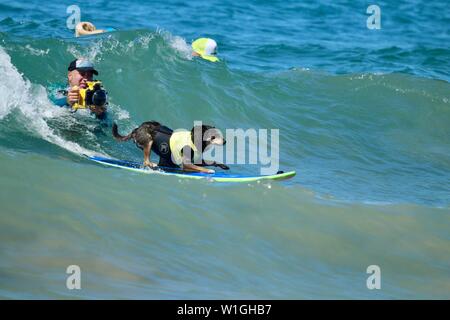 Abbie the Australian Kelpie surfing dog competing in a dog surfing event in Huntington Beach, California Stock Photo