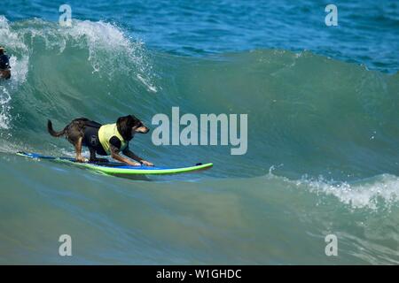 Abbie the Australian kelpie surfing dog catching a wave at a dog surfing event in Huntington Beach California Stock Photo