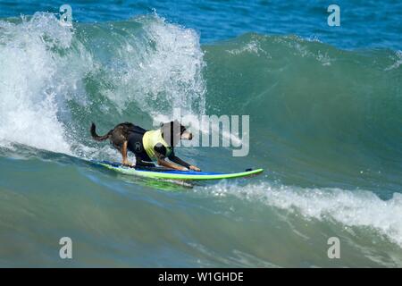 Abbie the Australian kelpie surfing dog catching a wave at a dog surfing event in Huntington Beach California Stock Photo