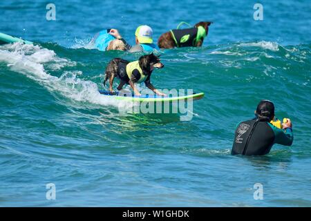 Abbie the Australian Kelpie surfing dog competing in a dog surfing event in Huntington Beach, California Stock Photo