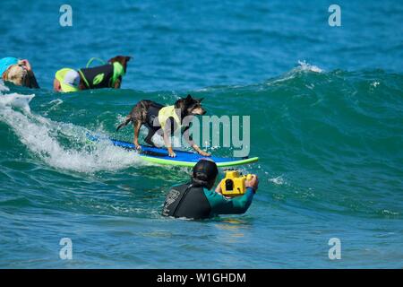 Abbie the Australian Kelpie surfing dog competing in a dog surfing event in Huntington Beach, California Stock Photo