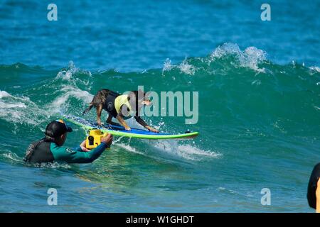 Abbie the Australian Kelpie surfing dog competing in a dog surfing event in Huntington Beach, California Stock Photo