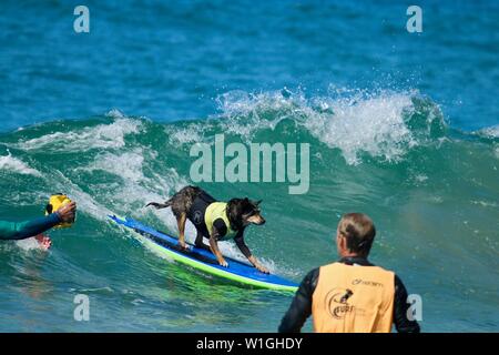 Abbie the Australian Kelpie surfing dog competing in a dog surfing event in Huntington Beach, California Stock Photo