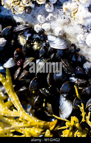 Seashells and seaweed in shallow water from above. Sea mollusks on the littoral of the White Sea at low tide. Close up image. Stock Photo