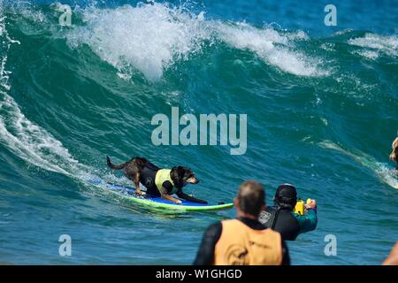 Abbie the Australian Kelpie surfing dog competing in a dog surfing event in Huntington Beach, California Stock Photo