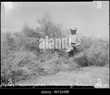 Manzanar Relocation Center, Manzanar, California. Clearing brush from land at reception center for . . .; Scope and content:  The full caption for this photograph reads: Manzanar Relocation Center, Manzanar, California. Clearing brush from land at reception center for evacuees of Japanese ancestry. Stock Photo