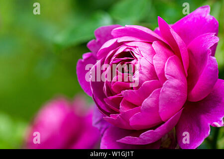 The flower of an English shrub rose 'Brother Cadfael' Stock Photo