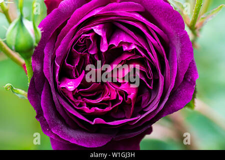 The flower of an English shrub rose Munstead Wood Stock Photo