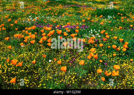 California Poppies (Eschscholzia californica) Owl's Clover (Castilleja exserta), and Goldfield (Lasthenia californica), Antelope Valley, California US Stock Photo