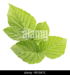 Natural raspberry leaves isolated on withe background with clipping path as package design element and advertising. Professional studio macro shooting Stock Photo
