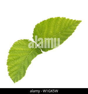 Fresh raspberry leaves isolated on withe background with clipping path as package design element and advertising. Professional studio macro shooting. Stock Photo