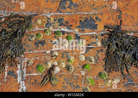 Rocks patterns on Warebeth beach Mainland Orkney Scotland Stock Photo