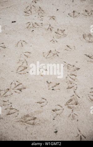 Footprints of seagulls on the sand of the beach