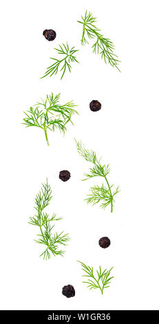 Isolated flying spices. Falling fresh dill herb and black pepper grains on white background with clipping path as package design element and advertisi Stock Photo