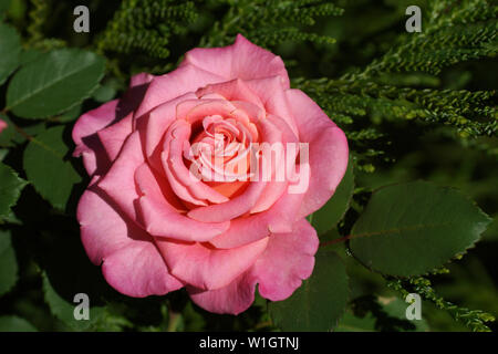 Ashley's beautiful pink rose close-up. One flower, in a garden in natural conditions among greenery, under the open sky. Stock Photo