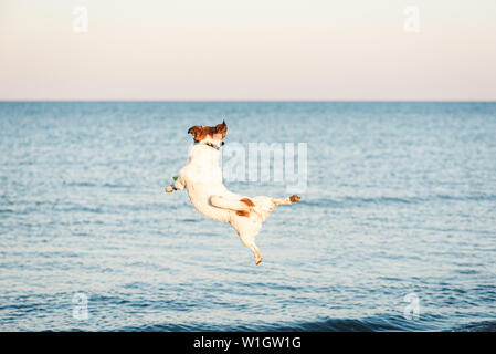 Nimble dog jumps high to catch flying disc at beach Stock Photo