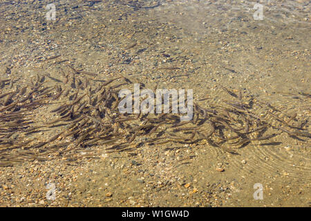 Close up of flock of small fish in the Kidney lake, one of seven Rila lakes in transparent, clear, glacial water Stock Photo