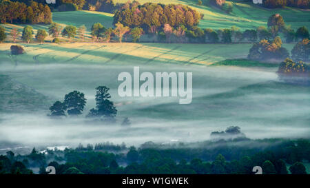 A misty forest Stock Photo