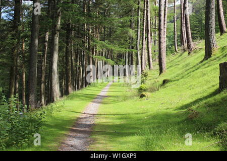 A summer walk through the pines alongside Garreg-Ddu reservoir towards Pen-y-Garreg Dam in the sunshine, Elan Valley, July 2019 Stock Photo