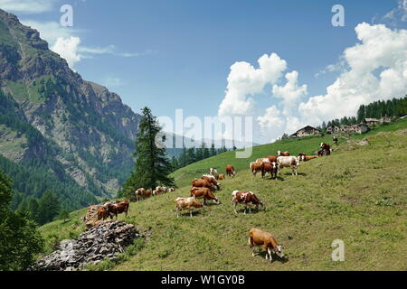 Cows in the Italian Alps Stock Photo