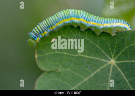 Macro photography of a clouded yellow butterfly caterpillar crowling on a big leaf. Captured at the Andean mountains of central Colombia. Stock Photo