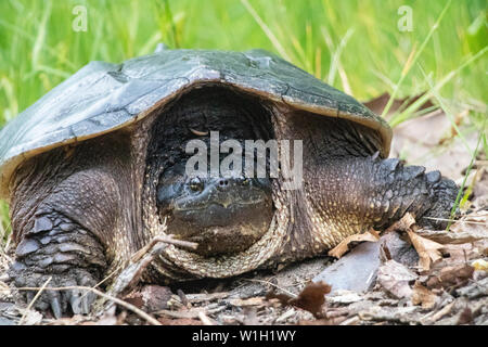 Turtle Up Close in Campsite Stock Photo